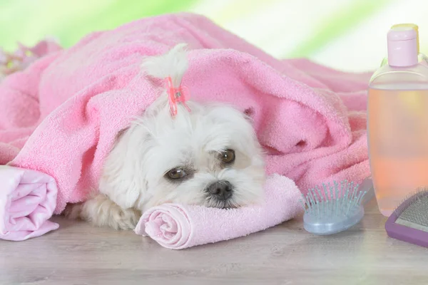 Kis máltai kutya gyógyfürdőben — Stock Fotó
