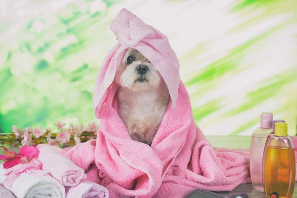 Petit chien maltais au spa — Photo