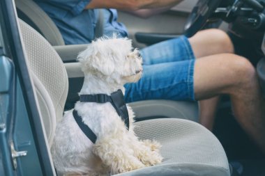 Bir arabada seyahat köpek