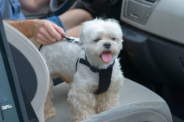 Hund im Auto unterwegs — Stockfoto