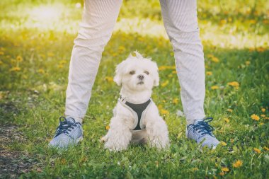 köpek yürüyüş