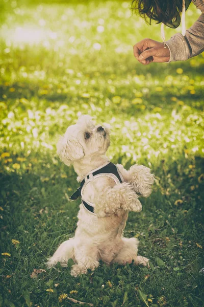 Cão bonito pedindo comida — Fotografia de Stock