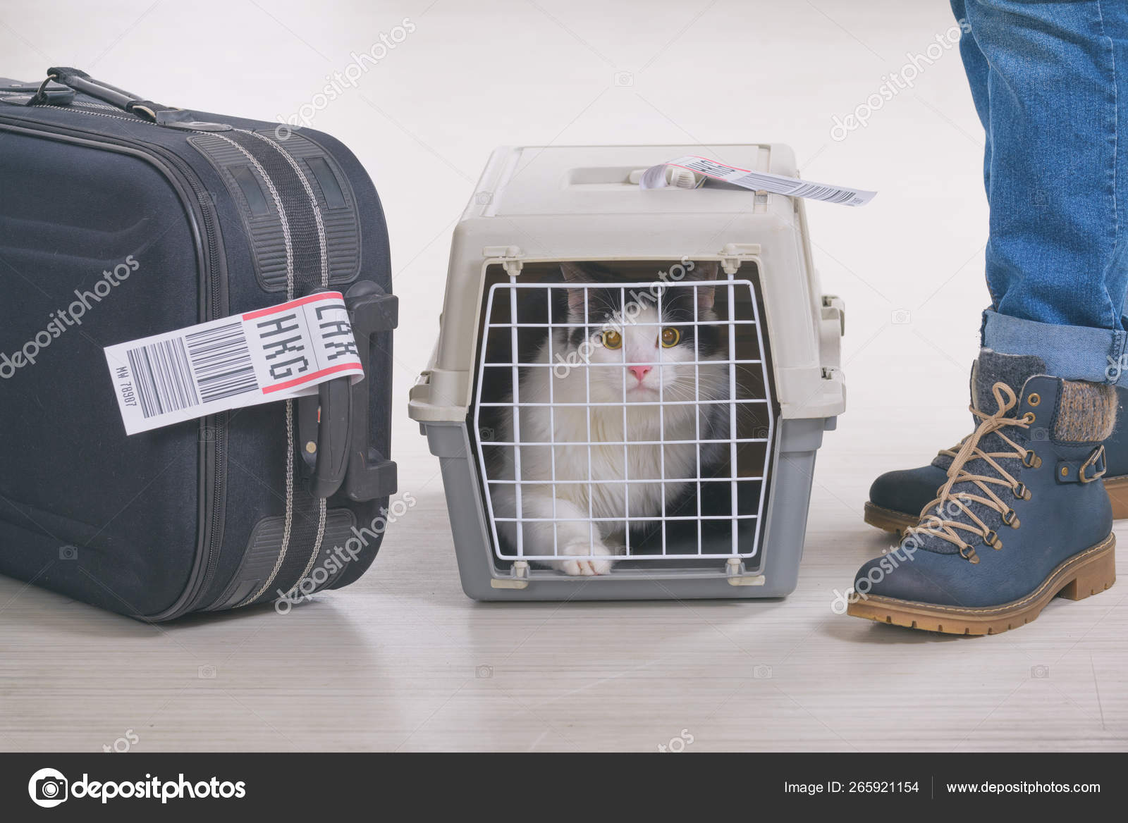 Cat in the airline cargo pet carrier Stock Photo by Amaviael