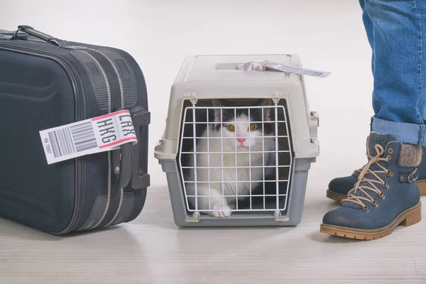Kedi içinde belgili tanımlık havayolu kargo evde beslenen hayvan nakliyeci — Stok fotoğraf