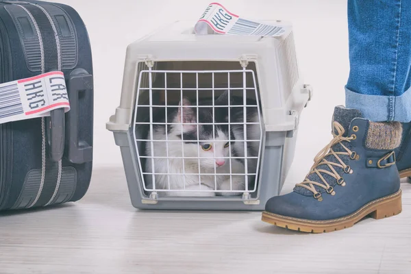 Kat in de luchtvaartmaatschappij van het huisdier van lading — Stockfoto