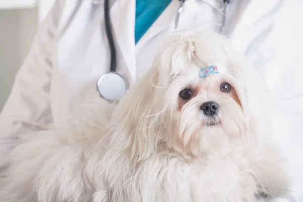 Malého maltském pes u veterináře úřadu — Stock fotografie