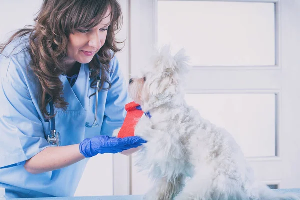 Kvinna veterinären med en hund — Stockfoto