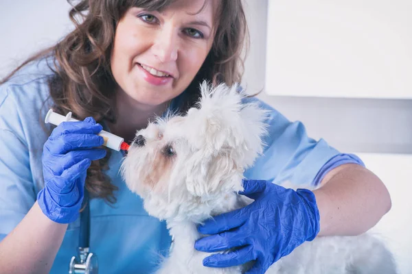 Vrouw dierenarts met een kleine hond — Stockfoto