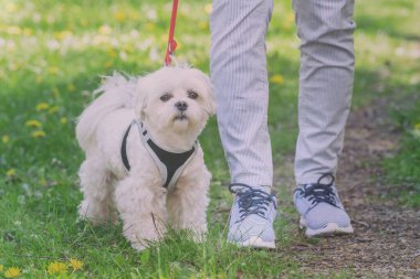 Beyaz Malta köpeği sahibiyle yürüyor.
