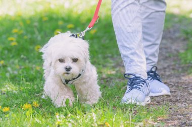 Beyaz Malta köpeği sahibiyle yürüyor.