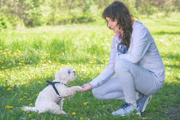 Женщина Тренирует Свою Белую Мальтийскую Собаку Парке — стоковое фото