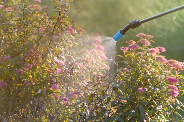 Flores Jardim Com Água Produtos Fitofarmacêuticos Como Pesticidas Contra Doenças — Fotografia de Stock