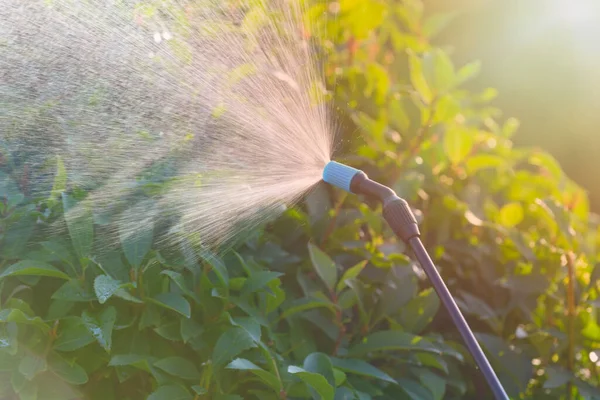 Kastration Von Blumen Garten Mit Wasser Oder Pflanzenschutzmitteln Wie Pestiziden — Stockfoto