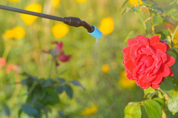 Flores Jardim Com Água Produtos Fitofarmacêuticos Como Pesticidas Contra Doenças — Fotografia de Stock
