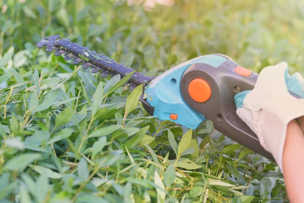 Hands Garden Battery Shears Cutting Hedge — Stock Photo, Image