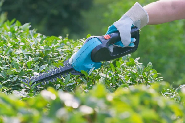 Hands with garden battery shears cutting a hedge