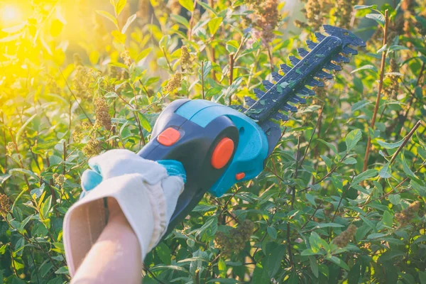 Handen Met Tuinaccuschaar Die Een Heg Snoeien — Stockfoto