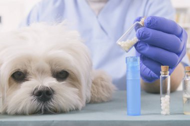 Veteriner, küçük bir köpeğe homeopatik küreler tutuyor.