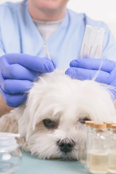 Vet Doing Acupuncture Treatment Dog Head — Stock Photo, Image