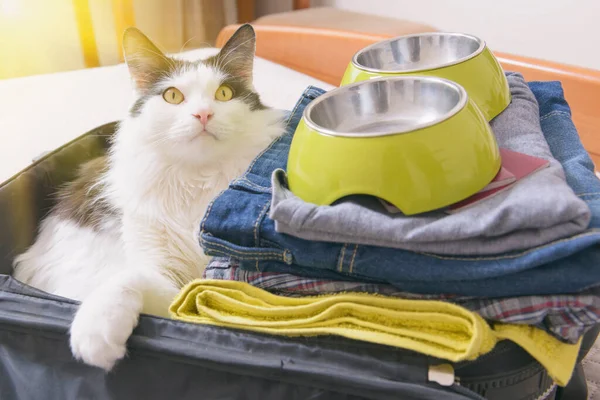 Gato Sentado Maleta Bolsa Esperando Viaje Viaje Con Concepto Mascotas —  Fotos de Stock