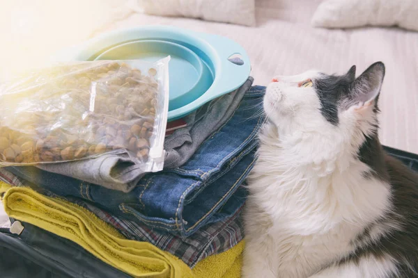 Katze Sitzt Koffer Oder Der Tasche Und Wartet Auf Eine — Stockfoto