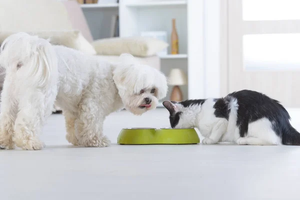 家の中のボウルから食べ物を食べる小さな犬のマルチと黒と白の猫 — ストック写真