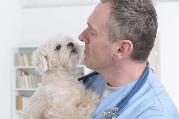 Veterinário Feliz Com Pequeno Cão Maltês Estetoscópio — Fotografia de Stock