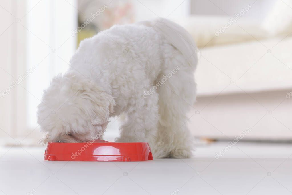 Little dog maltese eating food from a bowl in home