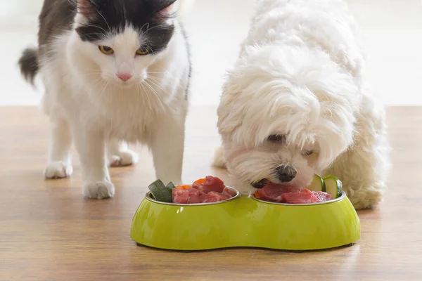 小さな犬のマルチーズと黒と白の猫は自然を食べます 自宅でボウルから有機食品 — ストック写真