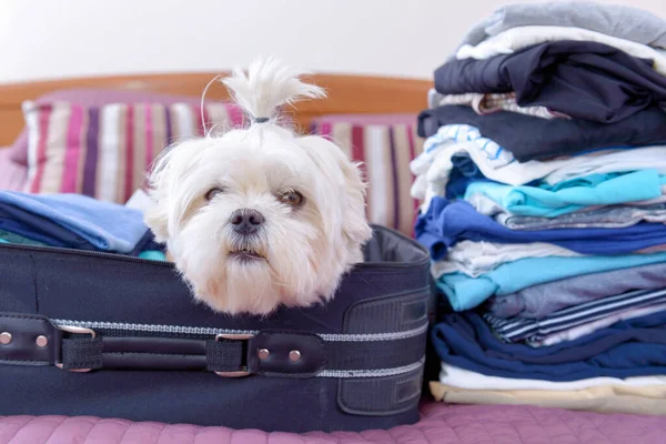 Pequeño Perro Maltés Sentado Maleta Bolsa Esperando Viaje — Foto de Stock