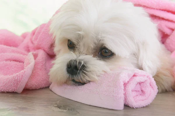 Kleiner Hund Ruht Sich Nach Der Pflege Bad Aus — Stockfoto