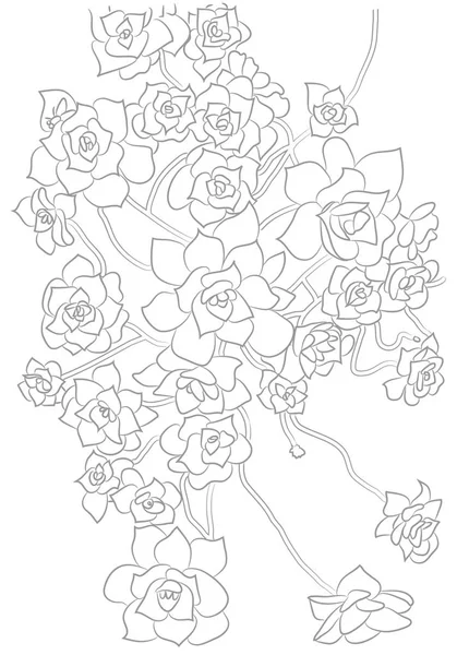 Contour Vectorillustratie Van Vetplanten Overzicht Tekening Van Plant Voor Coloring — Stockvector