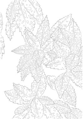 Vektör boyama kitabı için Aucuba kontur çizim. Sosis veya altın ağaç botanik çizim. Çiçek şablon