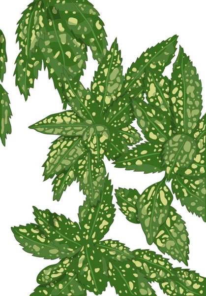 Vektorové Ilustrace Aucuba Rostlin Botanická Výkres Klobásy Zlatý Strom Východní — Stockový vektor