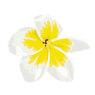 Vektör çizim Plumeria beyaz, Frangipini. Ölümsüzlük ve cinsel sevgi çiçek çizim. Botanik ve çiçek çizim