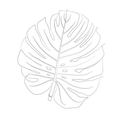 Vektör Monstera kontur çizim. Boyama kitabı için çizim anahat. Botanik ve hat sanatı tarzında çizim çiçek