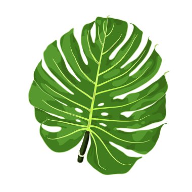 Monstera vektör Illustration. Büyük tropikal Amerikan tırmanma bitki çizim. Botanik ve çiçek resim