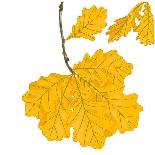 Ilustración Vectorial Hojas Roble Dibujo Follaje Colores Amarillos Imagen Botánica — Archivo Imágenes Vectoriales