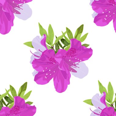 Cüce Kore Azalea ile vektör desen yapraklar. Botanik Fuşya renkte sorunsuz. Çiçekli ormangülü tür bitkinin sorunsuz. Evergreen Azaleas beyaz arka plan üzerinde izole