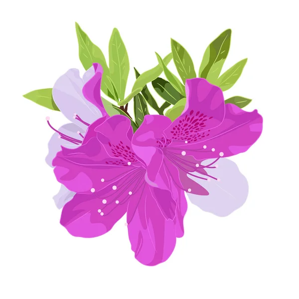 Cüce Kore Azalea vektör Illustration. Botanik çizim Fuşya renkleri. Ormangülü tür çiçek çizim bitki. Evergreen Azaleas beyaz arka plan üzerinde izole