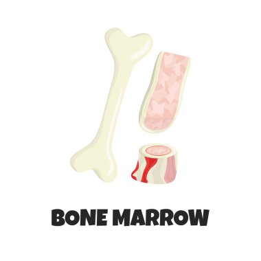 Vector Realistic Illustration of Raw Bone Marrow clipart