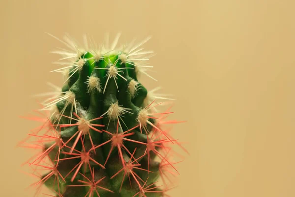 green cactus with white and red needles on beige background