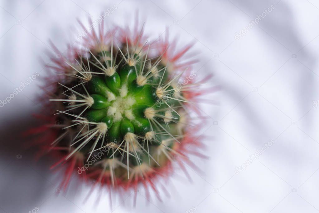 green cactus with white and red needles top view on white background