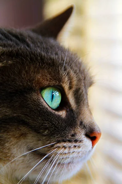 Kedi Tam Karşıya Bakıyor — Stok fotoğraf