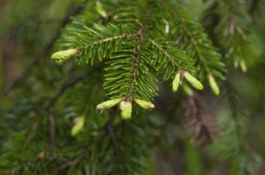 Yeni çam dalları/fotoğraf