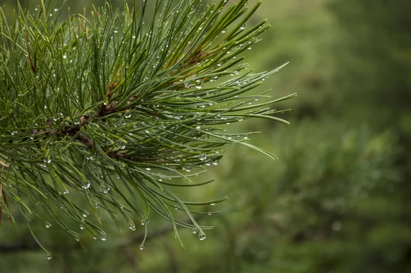 Photo/ Cedar branches with rain drops