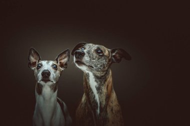 İki Şirin Kırbaç Köpeği. Stüdyo çekimi. Huysuz karanlık ışık, karanlık arkaplan.