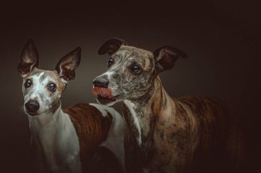 İki Şirin Kırbaç Köpeği. Stüdyo çekimi. Huysuz karanlık ışık, karanlık arkaplan.