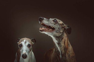 İki Şirin Kırbaç Köpeği. Stüdyo çekimi. Huysuz karanlık ışık, karanlık arkaplan.