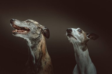 İki Şirin Kırbaç Köpeği. Stüdyo çekimi. Huysuz karanlık ışık, karanlık arkaplan.